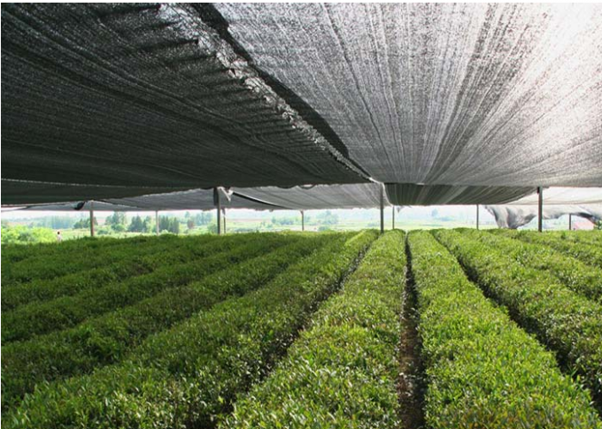 Fuertes vientos agrícolas agrícolas de la manija de la red de la sombra de Sun del tejado anchura disponible del 1m - de los 6m