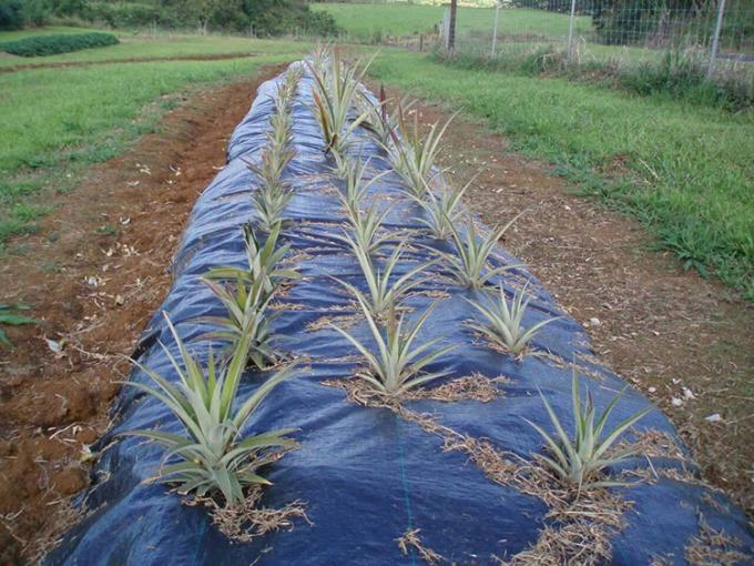 La tela plástica del control de malas hierbas del polietileno con la tira elimina crecimiento de la mala hierba