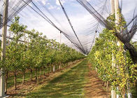 Weatherproof Protection Green Anti Hail Net For Reducing Heat Loss In Greenhouses