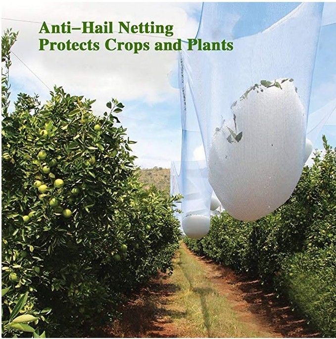 Red anti blanca del saludo del HDPE agrícola, red estabilizada ULTRAVIOLETA del árbol frutal
