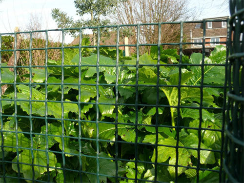 HDPE hecho punto cerca plástica verde oscuro del jardín con la malla resistente ULTRAVIOLETA de 20*20m m
